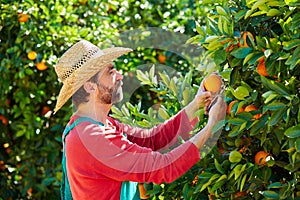 Farmer man harvesting oranges in an orange tree