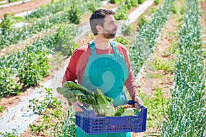 Farmer man harvesting vegetables in orchard