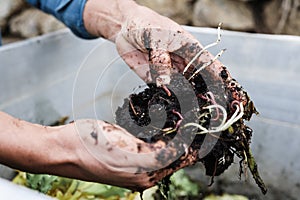 Farmer man holding compost with worms - Main focus top hand