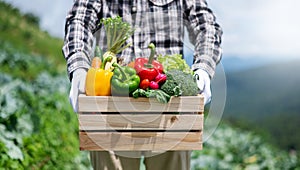 Farmer man holding wooden box full of fresh raw vegetables. Basket with fresh organic vegetable  and peppers in the hands