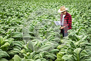 Farmer man with laptop standing on field tobacco, Concept of examining the growth of tobacco