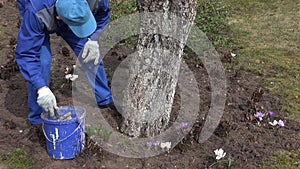 Farmer man mix whitewash liquid in blue bucket near apple fruit tree.