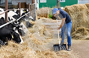 Farmer man running shovel at farm of cows