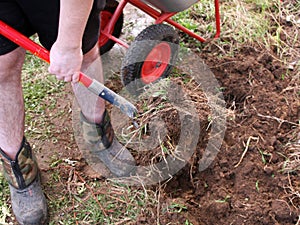 A farmer man in shorts and boots is engaged in hobbies, work - gardening, agriculture