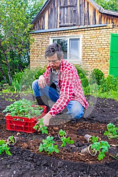 Farmer man transplanting tomato seedlings into open ground against green garden and country house. Spring work in kitchen-garden,