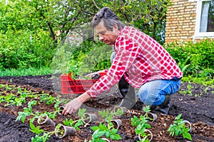 Farmer man transplanting tomato seedlings into open ground against green garden and country house. Spring work in kitchen-garden,