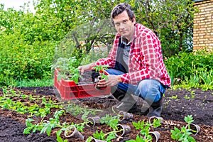 Farmer man transplanting tomato seedlings into open ground against green garden and country house. Spring work in kitchen-garden,