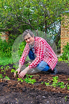 Farmer man transplanting tomato seedlings into open ground against green garden and country house. Spring work in kitchen-garden,