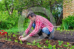 Farmer man transplanting tomato seedlings into open ground against green garden and country house. Spring work in kitchen-garden,