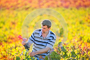 Farmer man in vineyard harvest autumn leaves in mediterranean