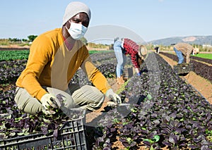 Farmer in mask picking komatsuna leaf greens