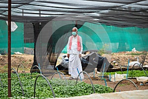 Farmer with medical face mask inside the greenhouse or polyhouse after coronavirus or covid-19 pandemic lockdown - concept of