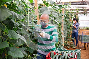 Farmer in medical mask harvesting cucumbers in greenhouse