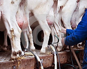 Farmer milking goats