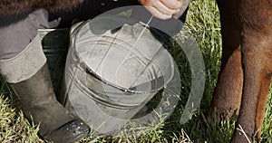 Farmer milks the cow by hand, view of the milk falling into the bucket