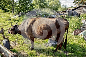 Farmer milks cows by hand, old way to milk cows