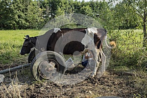 Farmer milks cows by hand, old way to milk cows