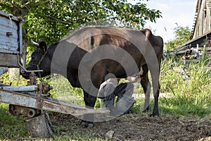 Farmer milks cows by hand, old way to milk cows