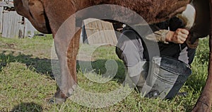 Farmer milks the cows by hand in the open space