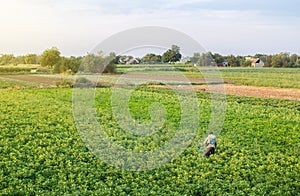 Farmer with a mist sprayer blower processes the potato plantation. Protection and care. A lot of work reduces productivity photo