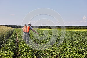 A farmer with a mist sprayer treats the potato plantation from pests and fungus infection. Use chemicals in agriculture.