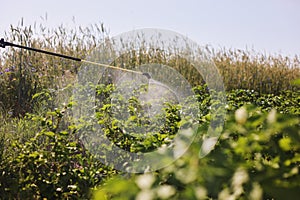 A farmer with a mist sprayer treats the potato plantation from pests and fungus infection. Use chemicals in agriculture.