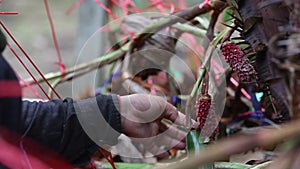 Farmer mixing  pollen of Salacca zalacca