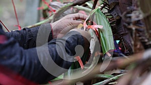 Farmer mixing pollen of Salacca zalacca