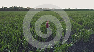 Farmer monitors the corn crop. Aerial survey. Corn field top view. 4K slow motion video