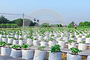 Farmer mowing grass with a hoe and clean up the growing strawberry farm