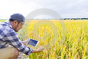 Farmer new generation using tablet computer for research and studying the development of rice field to increase productivity.