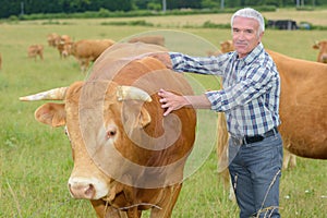 Farmer next to steer