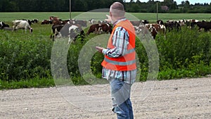 Farmer numbering the cows that graze in the meadow