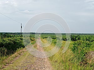 farmer oil plantation in sumbusari village