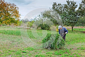 Farmer in old clothes mows grass in the field