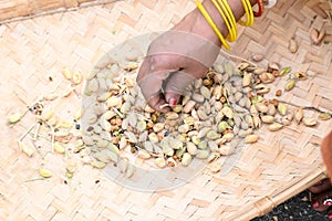 Farmer opens chickpea pod in the field.