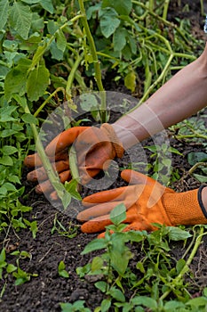 A farmer in orange gloves harvests potatoes.