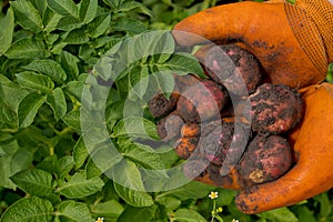 A farmer in orange gloves harvests potatoes.