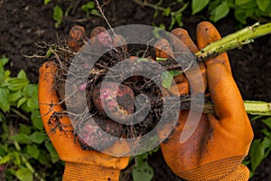 A farmer in orange gloves harvests potatoes. Closeup.