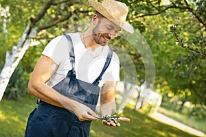 Farmer in orchard controlling presence of insects on leaves