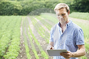 Farmer On Organic Farm Using Digital Tablet