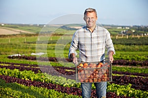 Farmer With Organic Tomato Crop On Farm