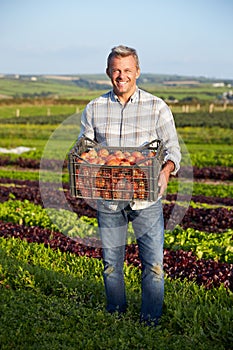Farmer With Organic Tomato Crop On Farm