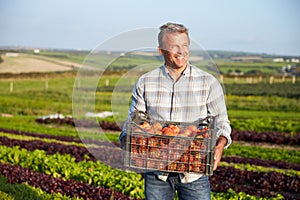 Farmer With Organic Tomato Crop On Farm