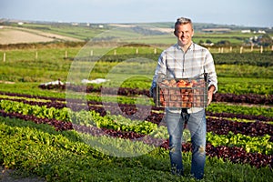 Farmer With Organic Tomato Crop On Farm