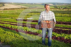 Farmer With Organic Tomato Crop On Farm