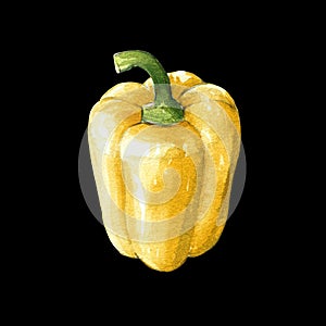 yellow sweet bell pepper watercolor illustration on black back