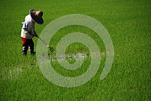 Agricultor a patricio 