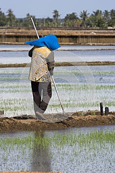 Farmer at Paddy Field