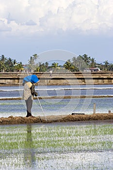 Farmer at Paddy Field